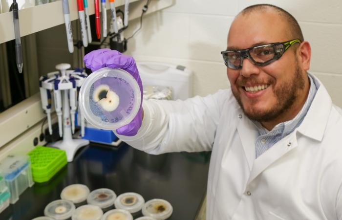 Tomás Rush examines fungal interactions that were isolated from poplar tree roots at ORNL. Credit: Genevieve Martin/ORNL, U.S. Dept. of Energy