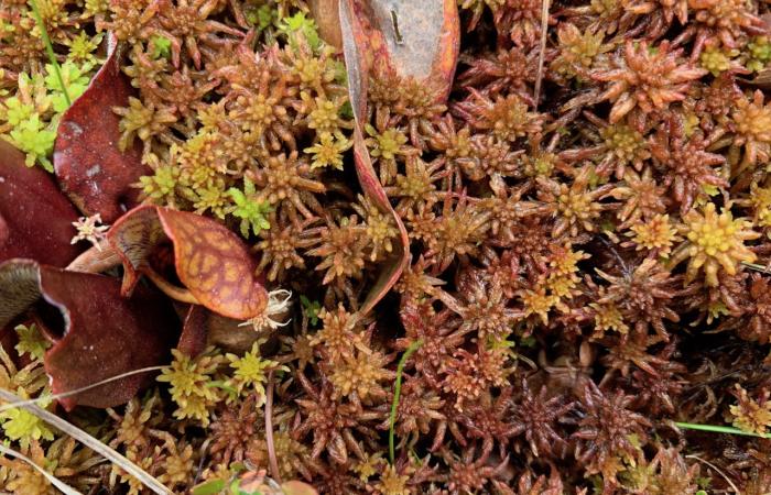 Another newly discovered Sphagnum species, S. diabolicum, is typically found in northerly U.S. habitats. Credit: Jonathan Shaw, Duke University