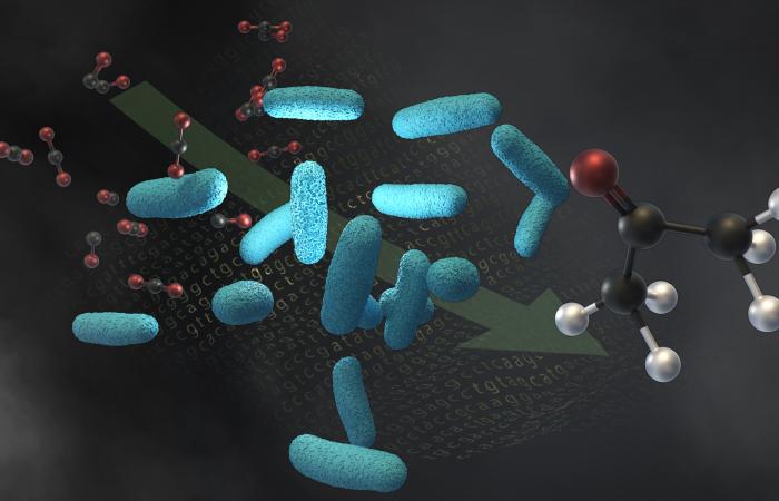 Scientists from LanzaTech, Northwestern University and Oak Ridge National Laboratory engineered a microbe, shown in light blue, to convert molecules of industrial waste gases, such as carbon dioxide and carbon monoxide, into acetone. The same microbe can also make isopropanol. Credit: Andy Sproles/ORNL, U.S. Dept. of Energy