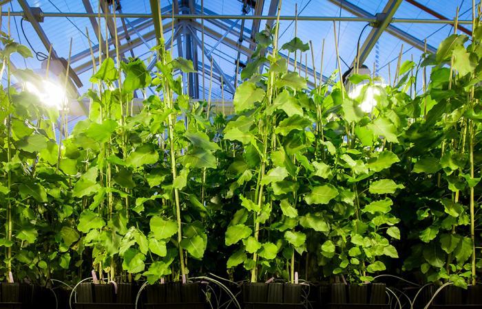 Hybrid poplar trees such as these shown in an ORNL greenhouse were engineered with the REVEILLE1 gene to delay dormancy and produce more biomass. The research was led by the Center for Bioenergy Innovation at ORNL with the Joint Genome Institute, Brookhaven National Laboratory, the HudsonAlpha Institute for Biotechnology, the University of Connecticut and other partners. Credit: Genevieve Martin/ORNL, U.S. Dept. of Energy