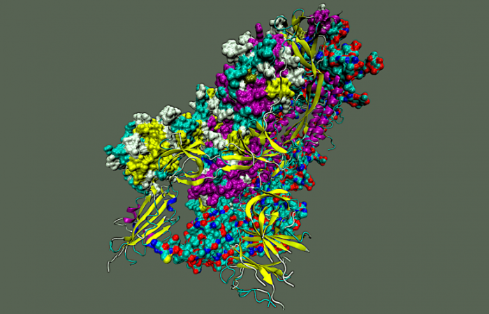 SARS-CoV-2 spike protein