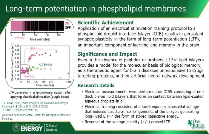Long-term potentiation in phospholipid membranes