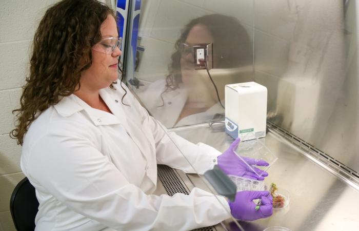 Alyssa Carrell works with Sphagnum moss at Oak Ridge National Laboratory. Credit: Genevieve Martin/ORNL, U.S. Dept. of Energy