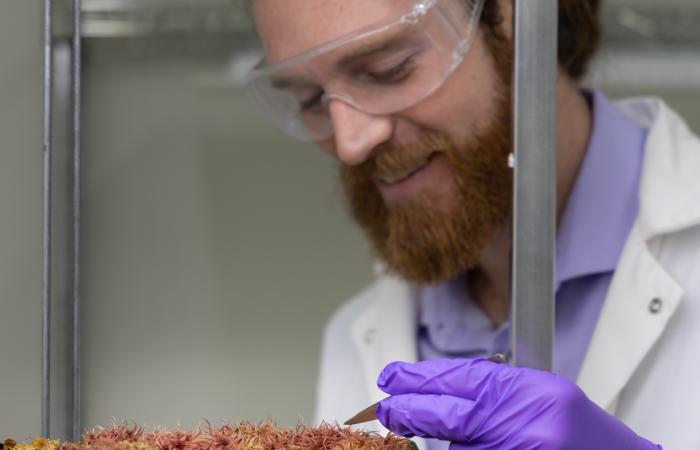 Bryan Piatkowski examines Sphagnum moss in a growing chamber at Oak Ridge National Laboratory. Credit: Carlos Jones/ORNL, U.S. Dept. of Energy
