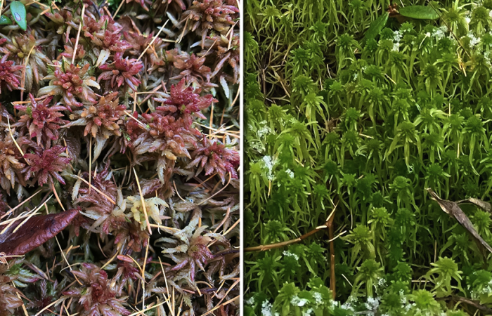S. divinum, left, and S. angustifolium, right, are two keystone Sphagnum moss species engineering the long-term storage of vast amounts of carbon in northern peatlands. Credit: Bryan Piatkowski/ORNL, U.S. Dept. of Energy