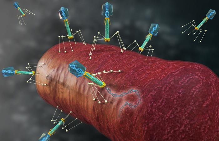 ORNL scientists proved the theory that bacteria-destroying viruses called bacteriophages use genetic code-switching to first infect and later overwhelm their hosts. Credit: Andy Sproles/ORNL, U.S. Dept. of Energy