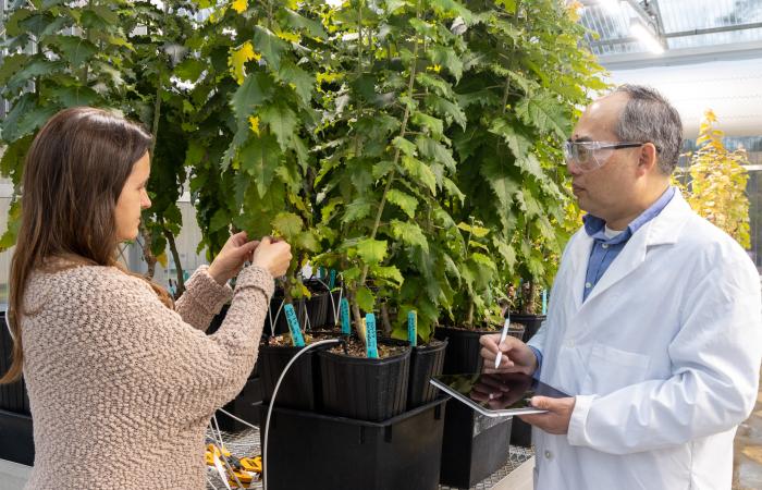 Researchers Melissa Cregger, left, and Xiaohan Yang examine plants in an ORNL greenhouse where biosensors are installed to accelerate plant transformations. Credit: Genevieve Martin/ORNL, U.S. Dept. of Energy.