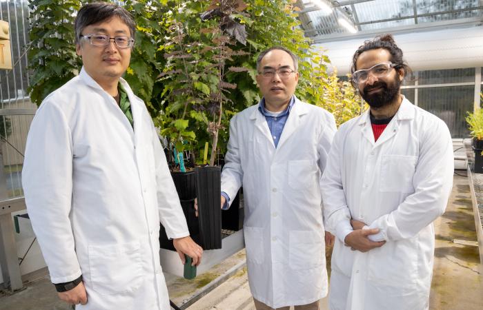 ORNL researchers, from left, Yang Liu, Xiaohan Yang and Torik Islam, collaborated on the development of a new capability to insert multiple genes simultaneously for fast, efficient transformation of plants into better bioenergy feedstocks. Credit: Genevieve Martin/ORNL, U.S. Dept. of Energy