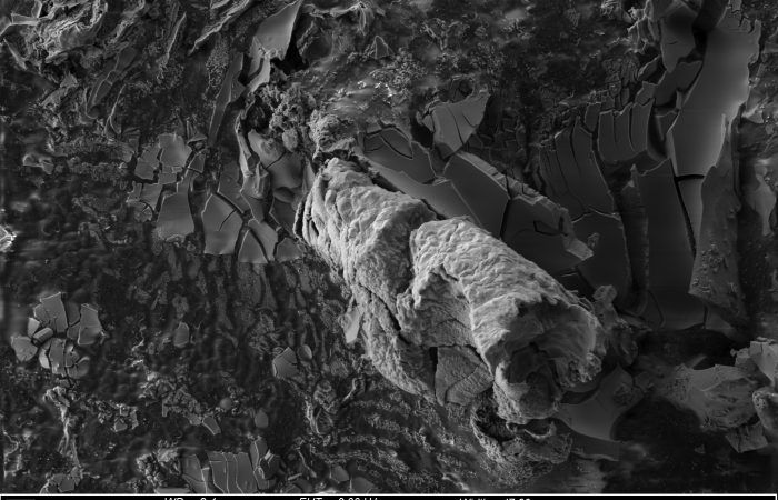 This image is a secondary electron micrograph showing a particle protruding out of the surface of the sample matrix, emphasizing the focal depth the SEM is capable of achieving and the microtextural information we can glean from an image. Credit: Toya Beiswenger/ ORNL, U.S. Dept. of Energy