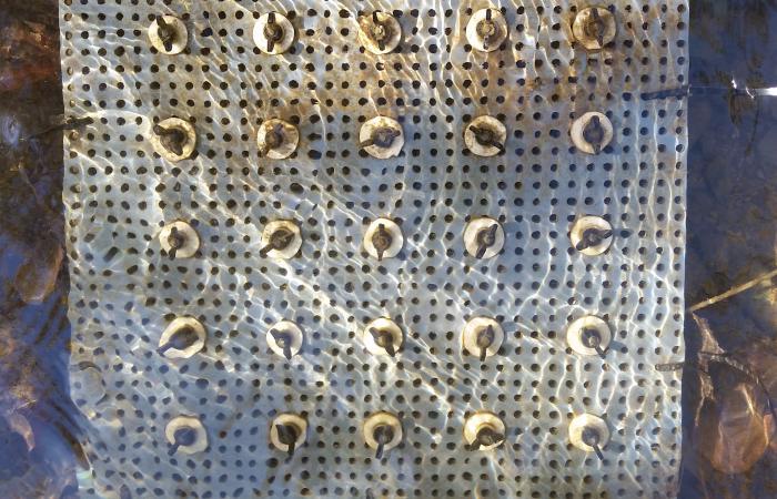 Over time, algae biofilms accumulated on glass washers affixed to a plastic pegboard submerged in East Fork Poplar Creek in Oak Ridge, Tenn. ORNL researchers further analyzed the samples in the laboratory to determine the production of methylmercury. 