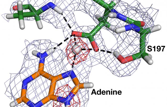 A nuclear density map of the bacterial enzyme HpMTAN’s active site reveals the locations of the hydrogen atoms, including the unexpected observation of a hydrogen ion positioned midway between adenine and D198 residue. 