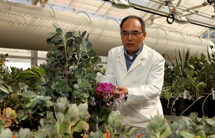 ORNL’s Xiaohan Yang led a team who identified a common set of genes that enable different drought-resistant plants to survive in semi-arid conditions. This finding could play a significant role in bioengineering energy crops tolerant to water deficits. Cr