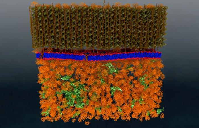 Neutron scattering is a valuable technique for studying cell membranes