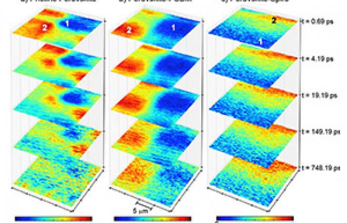 Bright-field, fluorescence, and merged poly(2-vinylpyridine)/poly(N-vinylcarbazole) (P2VP/PVK) mass spectral image