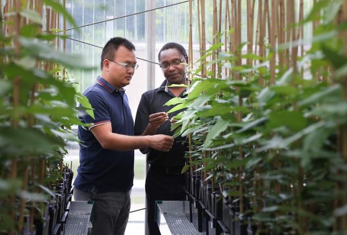 Plant genetics greenhouse
