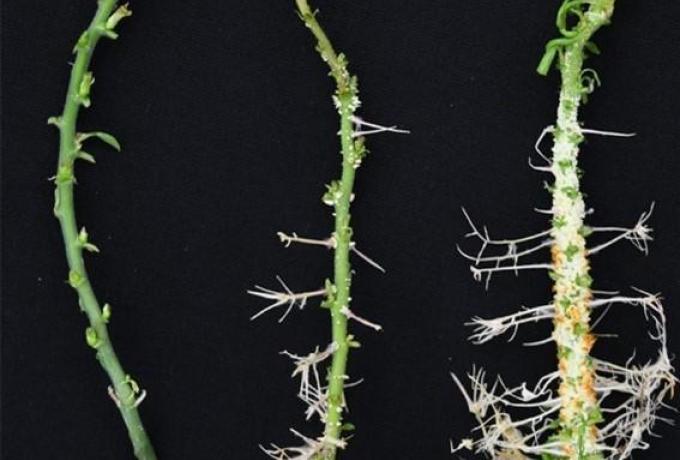 Two hybrid poplar plants, middle and right, engineered with the PtrXB38 hub gene exhibited a drastic increase in root and callus formation compared with a wild-type control plant, left. Credit: Tao Yao/ORNL, U.S. Dept. of Energy