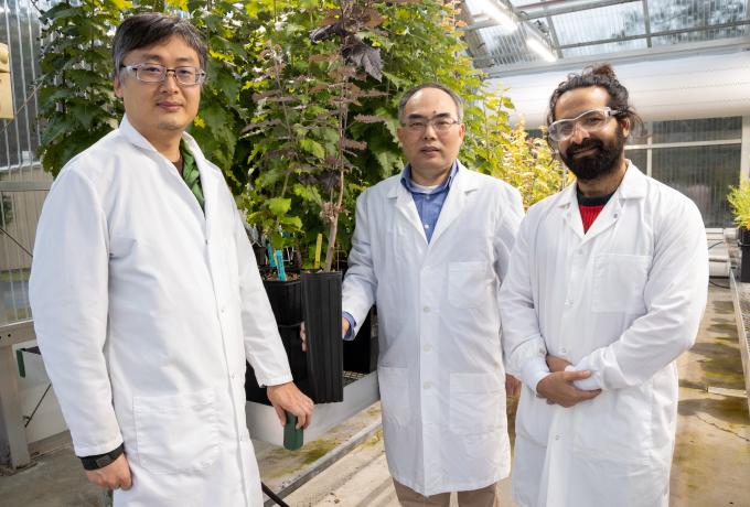 Gene stacking team