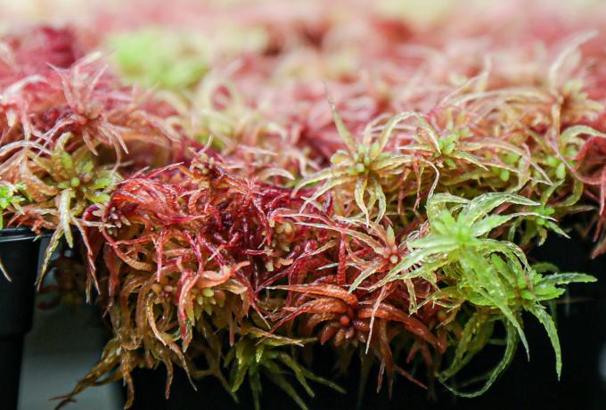 Peatland Moss