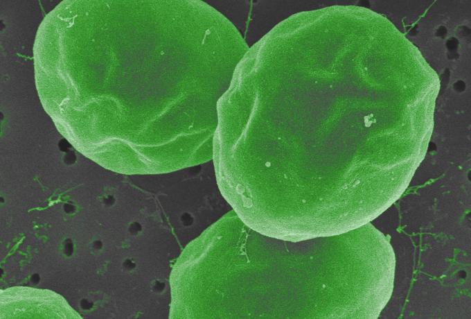 Phytoplankton