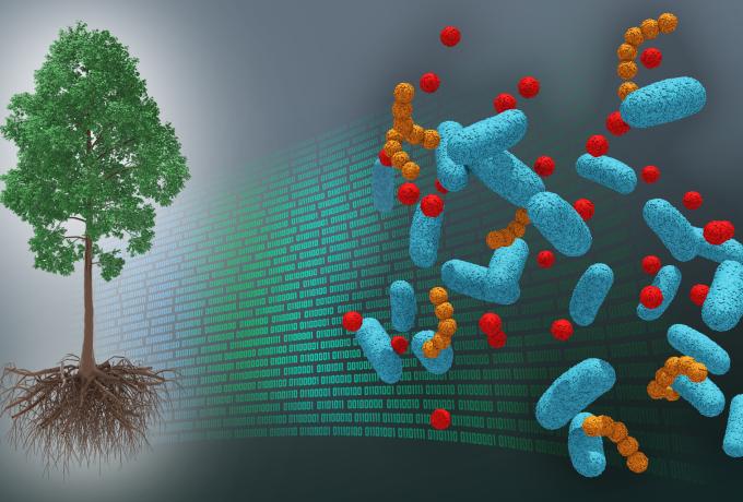 DOE national laboratory scientists led by Oak Ridge National Laboratory have developed the first tree dataset of its kind, bridging molecular information about the poplar tree microbiome to ecosystem-level processes. Credit: Andy Sproles, ORNL/U.S. Dept. of Energy