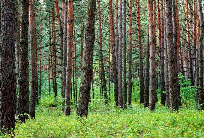 pine forest