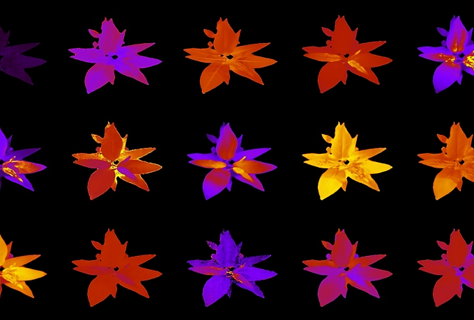 digital representation of plants