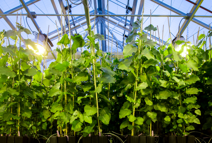 poplar plants in greenhouse