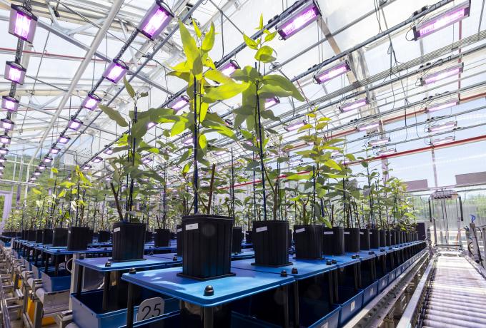 plants in an automated greenhouse