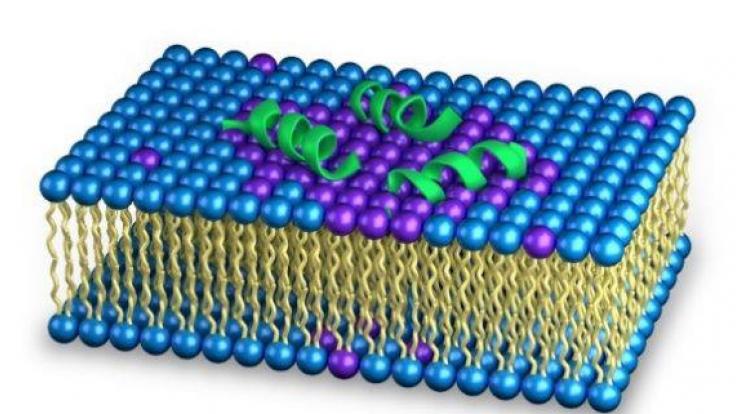 Neutron scattering allowed direct observation of how aurein induces lateral segregation in the bacteria membranes, which creates instability in the membrane structure.