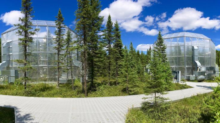 SPRUCE