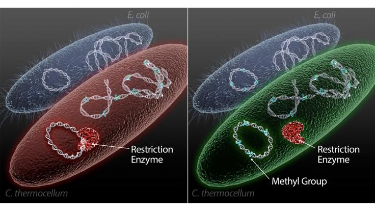 A new method uses E. coli to generate DNA with methylation patterns that target microbes recognize and accept as their own, facilitating customization of microbes for biofuels production.