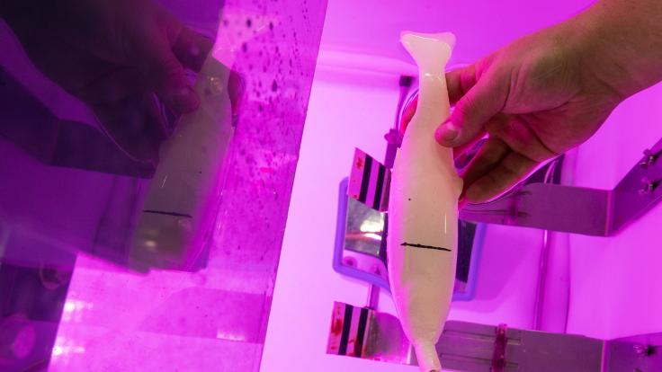 ORNL scientists are combining their expertise in environmental science, physics, sensors and additive manufacturing to create model fish for use in testing of hydropower turbine designs. The project supports healthy ecosystems and hydropower—the nation’s largest renewable energy resource. Photo credit: Oak Ridge National Laboratory, U.S. Dept. of Energy.