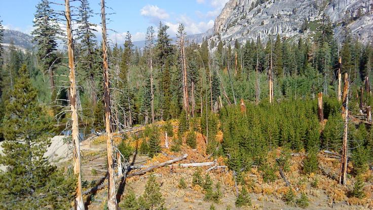 Pine trees in the Tuolumne Valley of Yosemite National Park show the effects of drought and fire. Credit: Anthony Walker/Oak Ridge National Laboratory, U.S. Dept. of Energy