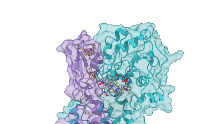 A structural model of HgcA, shown in cyan, and HgcB, shown in purple, were created using metagenomic techniques to better understand the transformation of mercury into its toxic form, methylmercury. Photo credit: Connor Cooper/ORNL, U.S. Dept of Energy