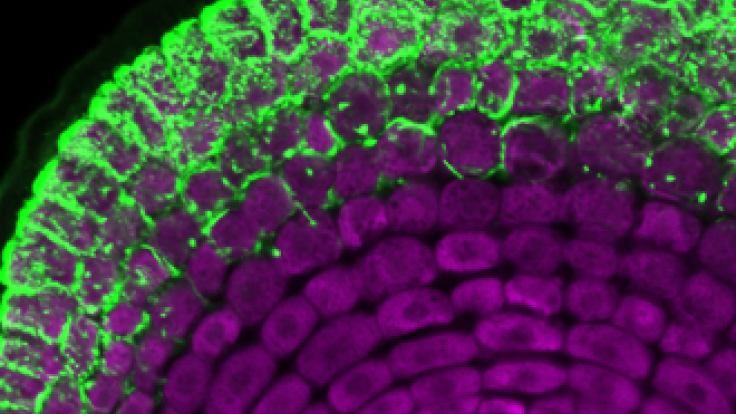 The ectomycorrhizal fungus Laccaria bicolor, shown in green, envelops the roots of a transgenic switchgrass plant. Switchgrass is not known to interact with this type of fungi naturally; the added PtLecRLK1 gene tells the plant to engage the fungus. Credit: ORNL, U.S. Dept. of Energy