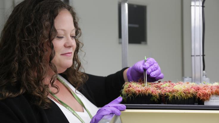 ORNL’s Alyssa Carrell and collaborators found that microbes can transfer heat tolerance to Sphagnum moss. Credit: Genevieve Martin/ORNL, U.S. Dept. of Energy