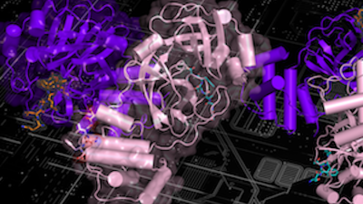 Shown here is the structure of the NEMO protein. A team from ORNL conducted extensive molecular dynamics work on Summit by using both quantum mechanics and machine-learning methods to look at the binding affinity of NEMO and 3CLpro in humans and other species and to consider the structural models derived from the sequences of other coronaviruses. Image courtesy Nature Communications, Dan Jacobson/ORNL.