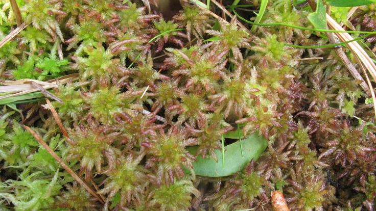 Scientists used genome sequencing and computational biology to tease out the genetic profile of a new moss species, Sphagnum magni, typically found in the southeastern United States. Credit: Blanka Aguero, Duke University