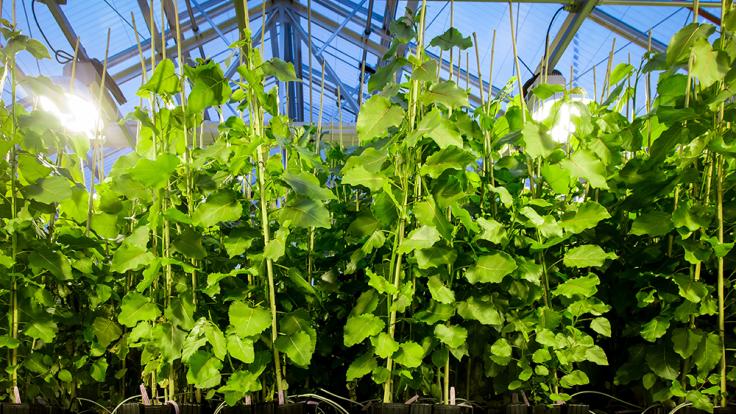 Hybrid poplar trees such as these shown in an ORNL greenhouse were engineered with the REVEILLE1 gene to delay dormancy and produce more biomass. The research was led by the Center for Bioenergy Innovation at ORNL with the Joint Genome Institute, Brookhaven National Laboratory, the HudsonAlpha Institute for Biotechnology, the University of Connecticut and other partners. Credit: Genevieve Martin/ORNL, U.S. Dept. of Energy