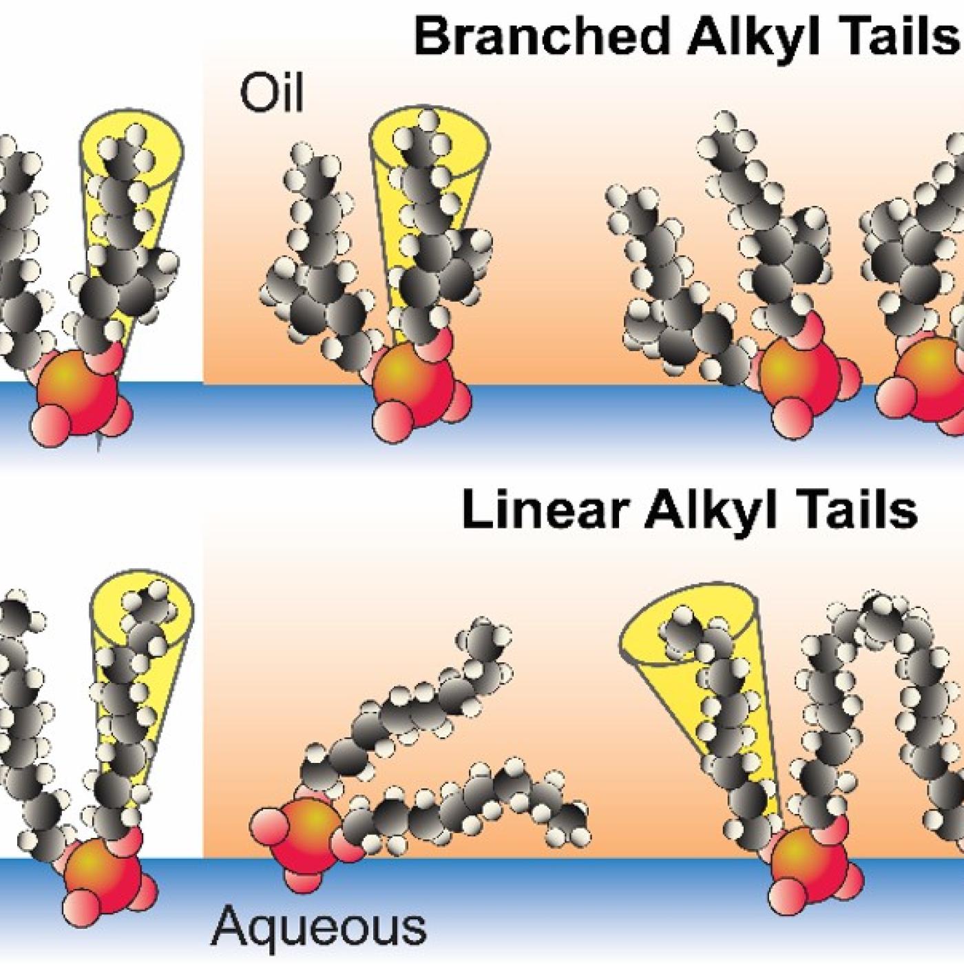 The differences in ordering of extractants with branched or linear alkyl tails at oil/water and air/water interfaces are schematically shown.