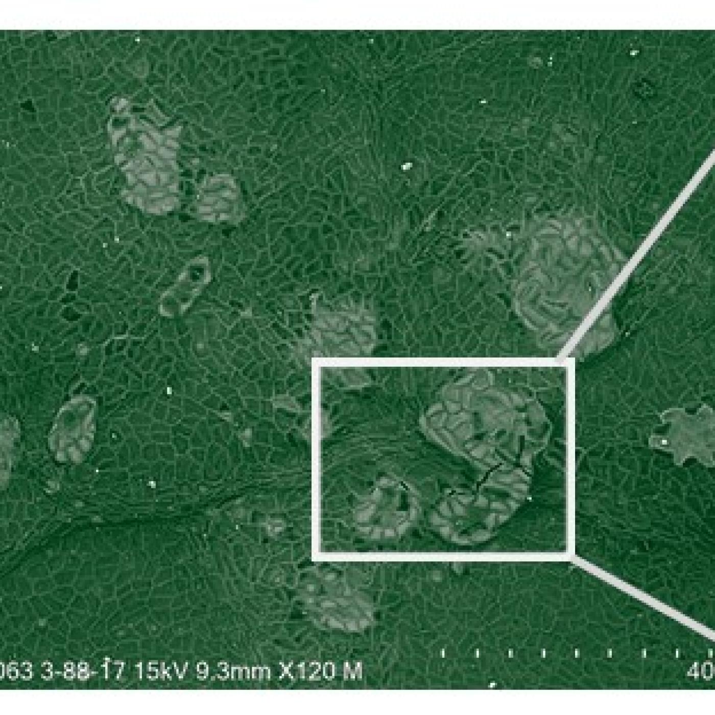 These images show increasing levels of magnification of phytoliths in the leaves of poplar trees, a key biofuel crop, imaged using ORNL’s specialized microscopy-spectroscopy. Credit: Elizabeth Herndon/ORNL, U.S. Dept. of Energy