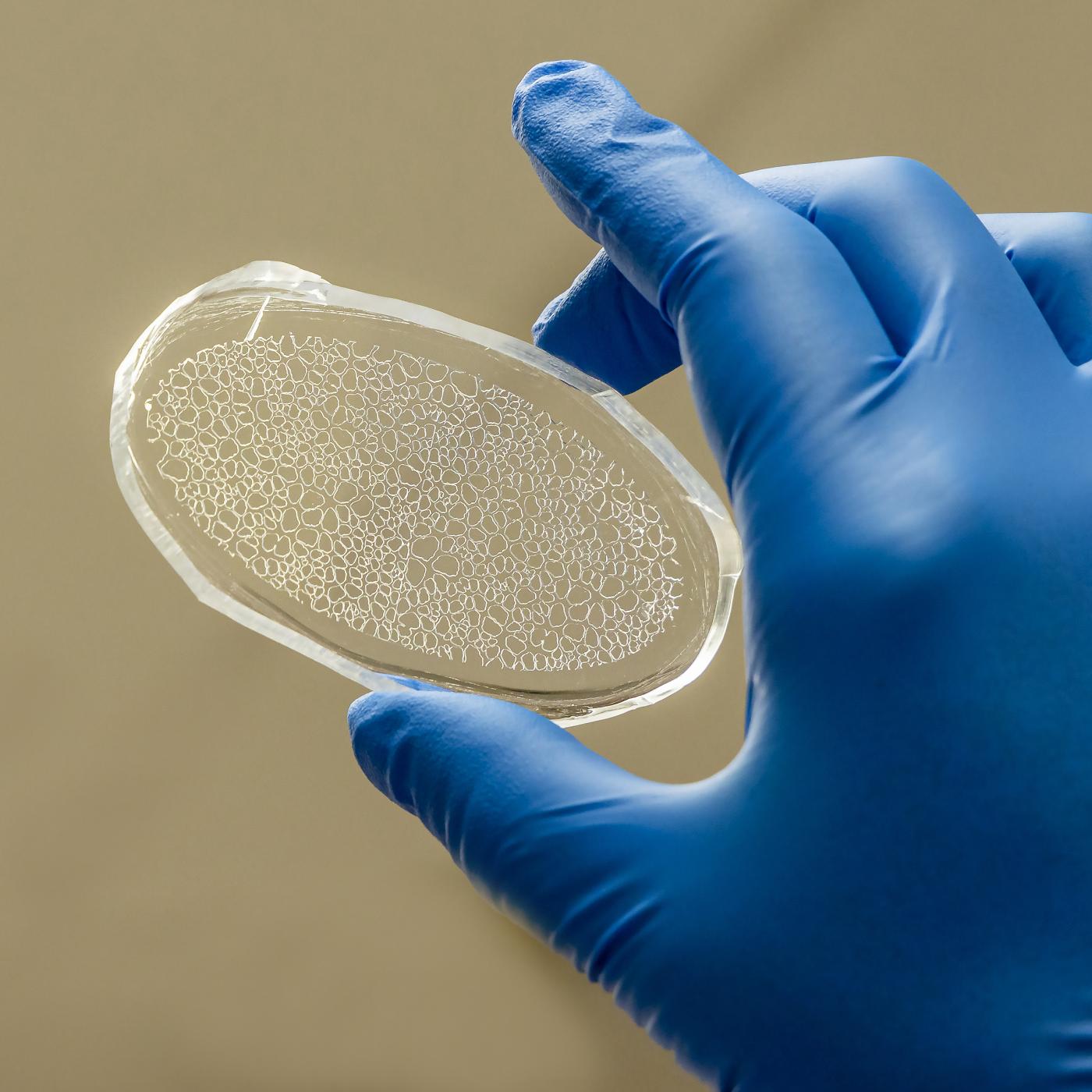 Scientists at ORNL have created a rhizosphere-on-a-chip research platform, a miniaturized environment to study the ecosystem around poplar tree roots for insights into plant health and soil carbon sequestration. Credit: Carlos Jones/ORNL, U.S. Dept. of Energy