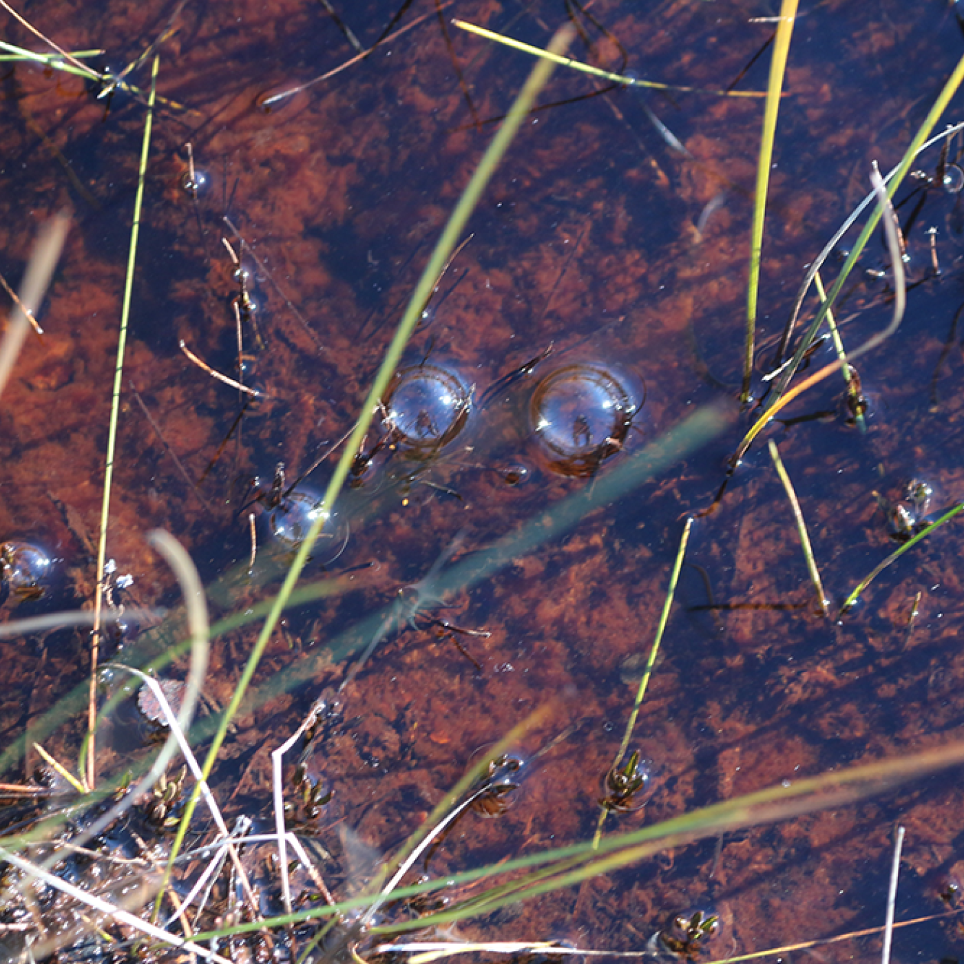 Iron content gives a reddish hue to an area of ponded water in the Arctic permafrost. ORNL scientists are exploring the importance of the iron cycle on how greenhouse gases are released from thawing Arctic soils. Credit: David Graham/ORNL, U.S. Dept. of Energy