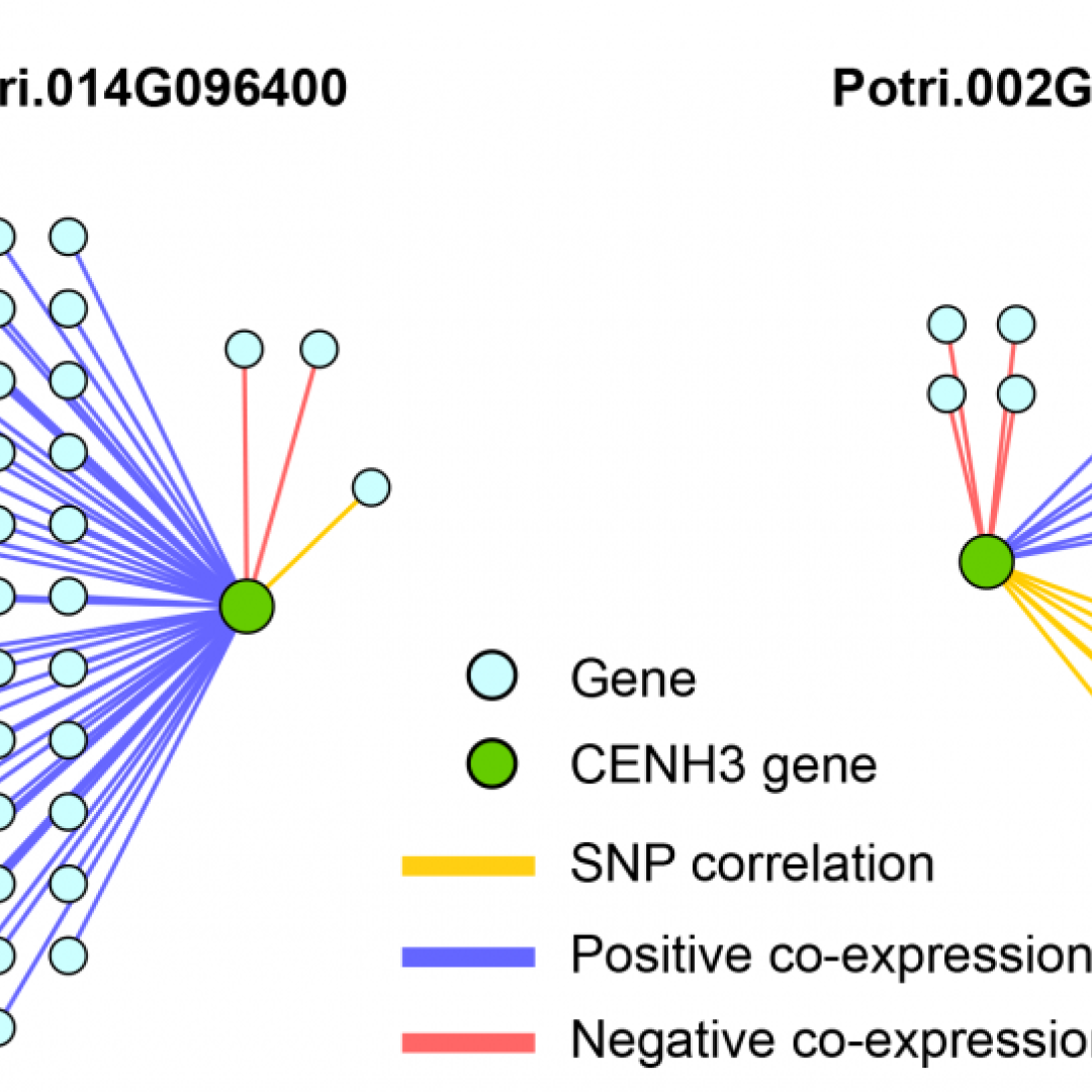 Visualization of genes and centromeres