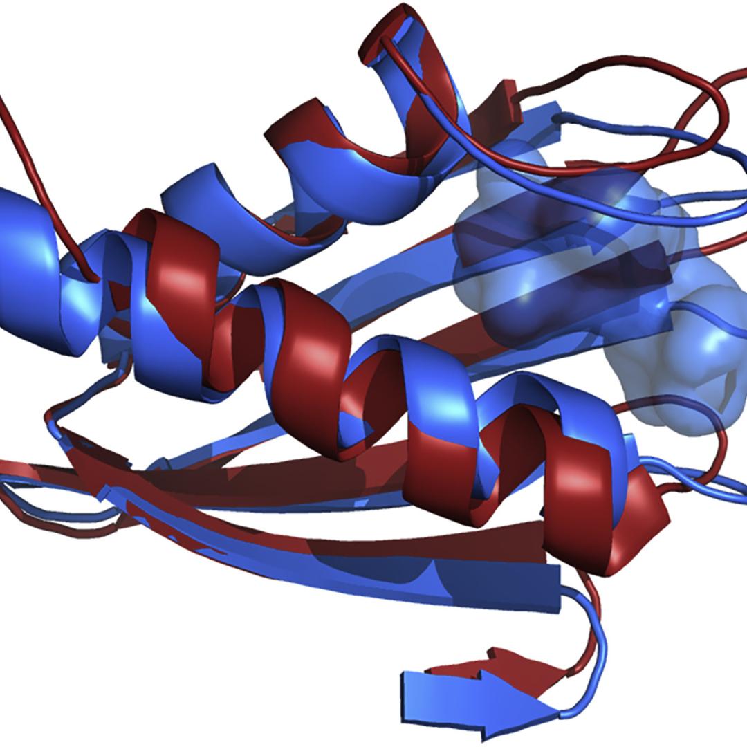 Simulation of protein structures showing red and blue coiled shapes and connecting threads