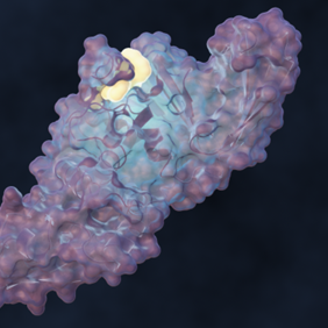 ORNL-led team designs molecule to disrupt SARS-CoV-2 infection 