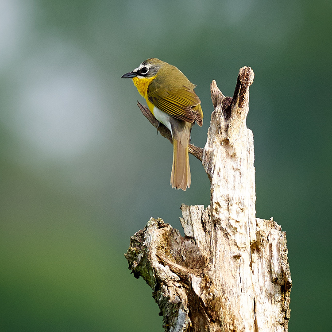 The yellow breasted chat is one of more than 200 bird species found on the Oak Ridge Reservation. Credit: Lee Smalley