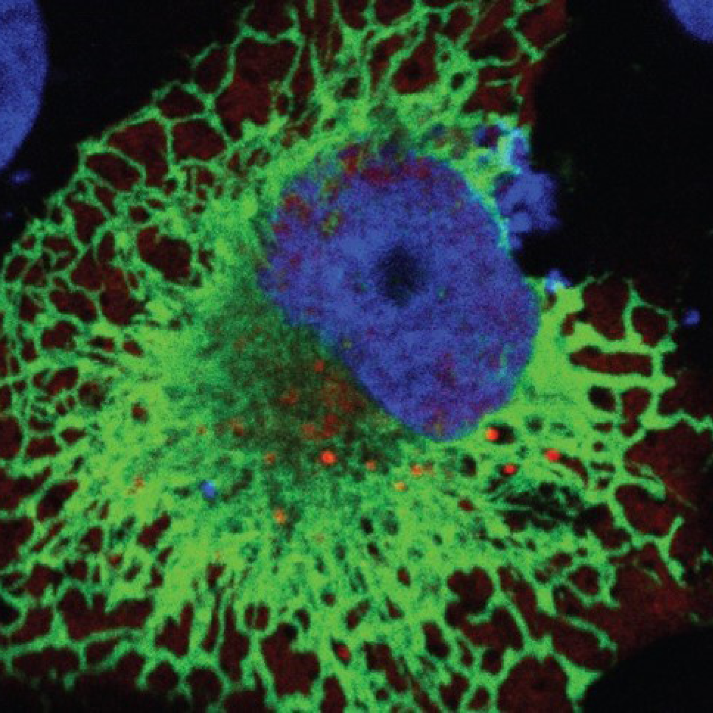 ORNL scientists mutated amino acids in a receptor protein, shown in green, which diminished interaction with the SARS-CoV-2 virus spike protein, shown in red. Mutating the receptor protein hampered the virus’s ability to infect host cells. Credit: ORNL, U.S. Dept. of Energy