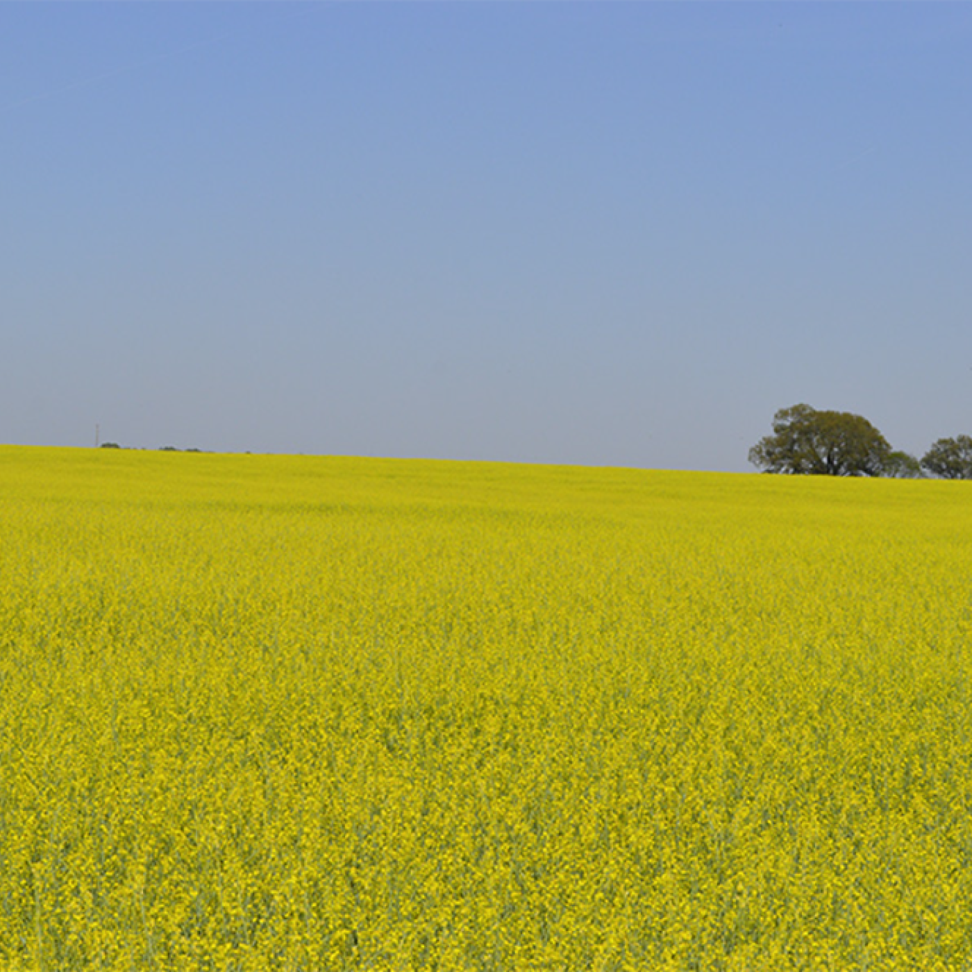 Carinata, pictured in full bloom at a producer’s field in Georgia, is a winter cover crop of interest as a feedstock for sustainable aviation fuel. Credit: Southeast Partnership for Advanced Renewables from Carinata