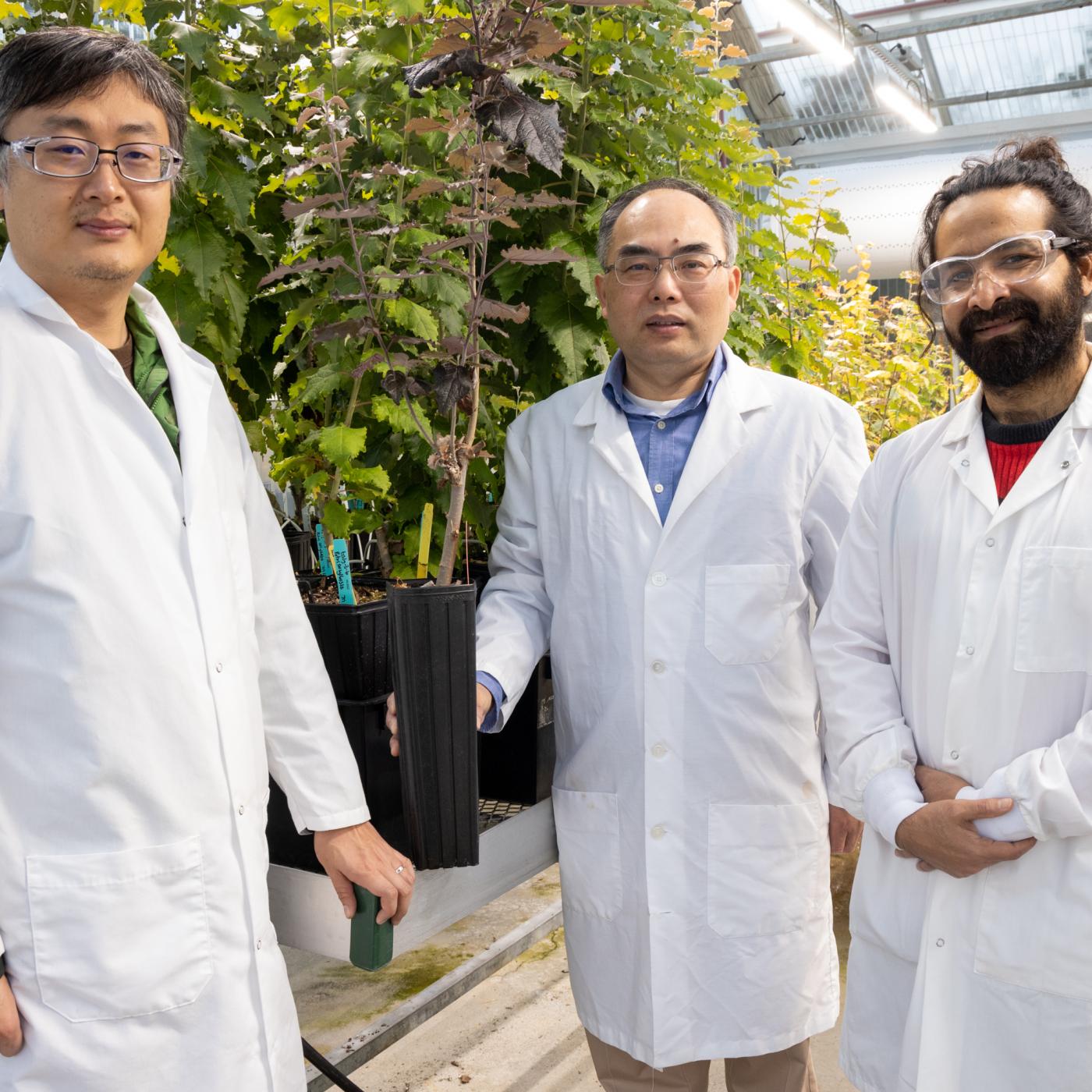ORNL researchers, from left, Yang Liu, Xiaohan Yang and Torik Islam, collaborated on the development of a new capability to insert multiple genes simultaneously for fast, efficient transformation of plants into better bioenergy feedstocks. Credit: Genevieve Martin/ORNL, U.S. Dept. of Energy